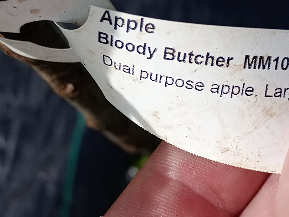 Photo of plant label 'Apple Bloody Butcher'
