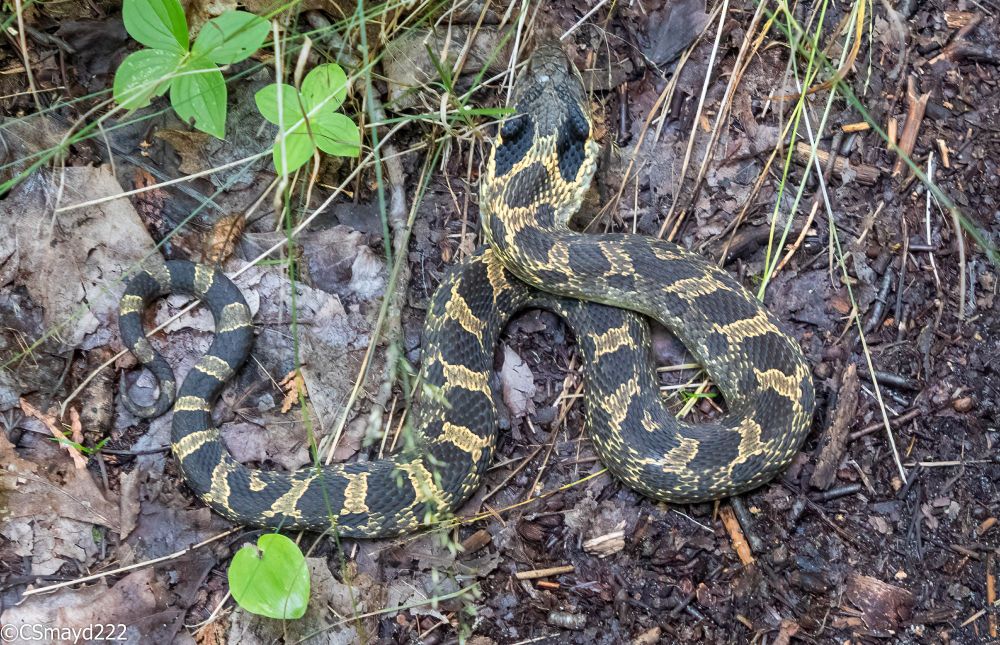 A distinctive black, brown and yellow snake is in a curly-cue across the photo.  The head of the snake is facing away from the camera and is located at the top middle of the picture.  The head is very clearly flattened out-like a pointy spoon-and much wider than the neck. The snake rests on dried leaves, dark forest litter and some sparse grass.  A few leafy plants are scattered to the left of the picture.