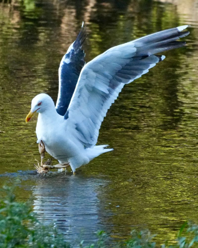 A seagull in a river with a crayfish pinching it 