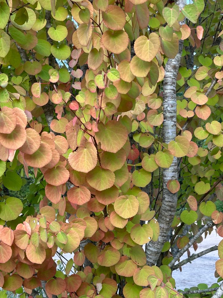 Early fall leaves turning from green to gold