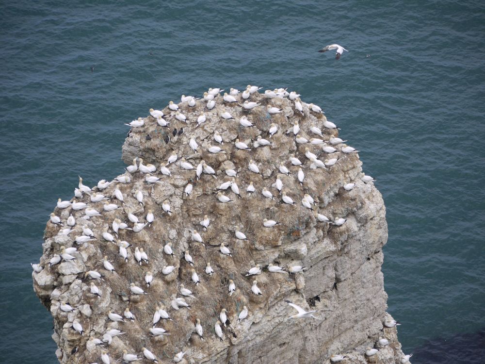 Ganet colony, Bempton Cliffs at the Bempton RSPB Reserve, North Yorkshire
