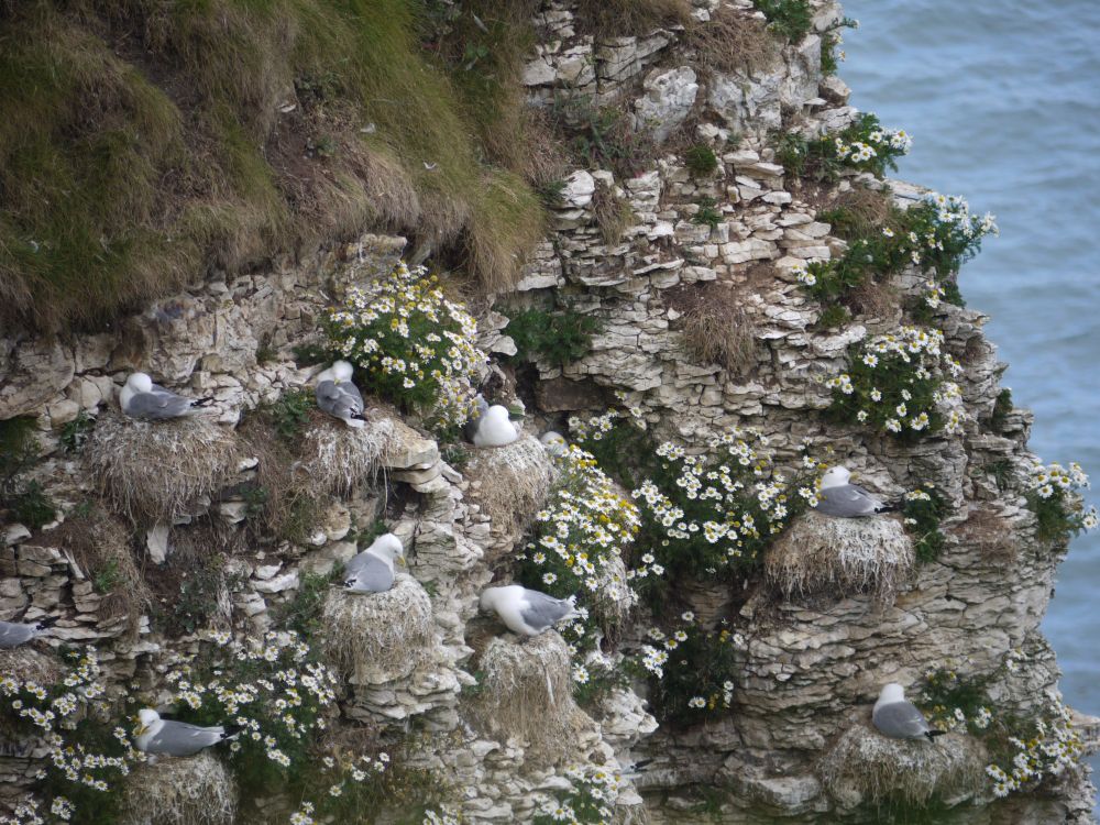 Gulls nesting at Bempton Cliffs at the Bempton RSPB Reserve, North Yorkshire