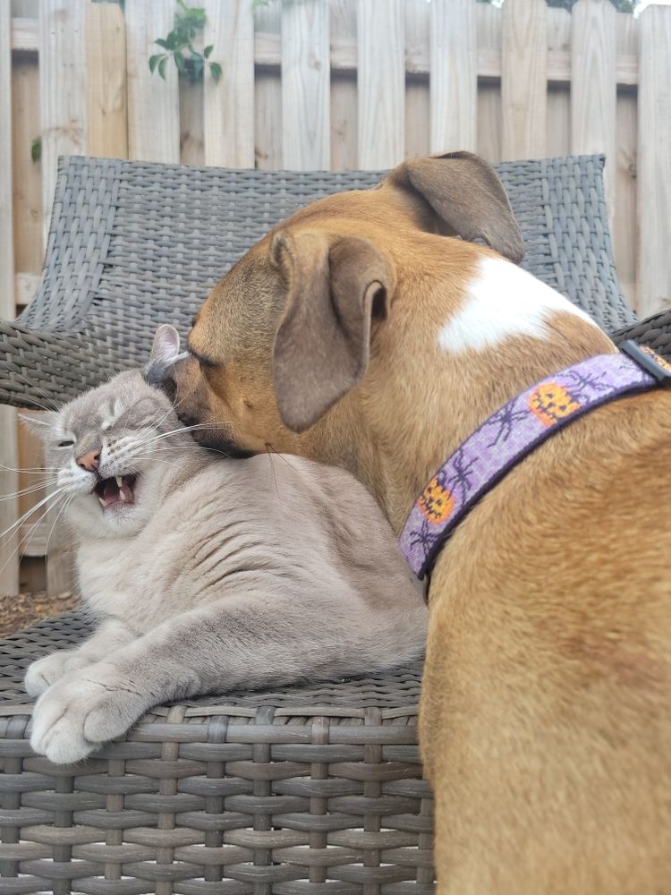 Siamese cat making a disgusted face as a brown and white pitbull puppy sniffs his ear.