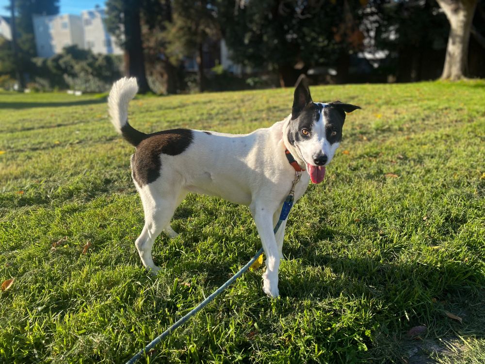 Beautiful white dog with black spots and one party ear sticking up. Taking a walk in the grass on a sunny day.