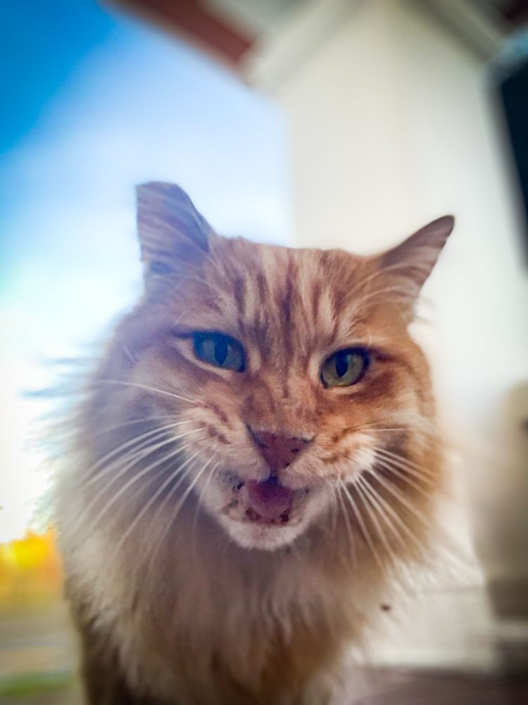 Selfie closeup of Cheese, a ginger kitty.