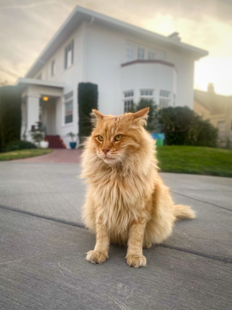 Cheese, a ginger kitty with an impressive mane, sits on the sidewalk, surveying his domain.