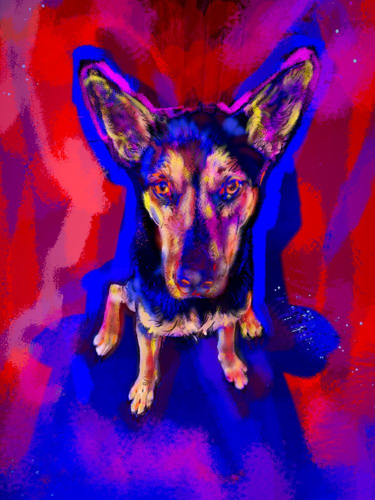 Kobe the dog, a portrait drawn in Procreate to raise funds for Oakland Animal Services, by Paula Wirth