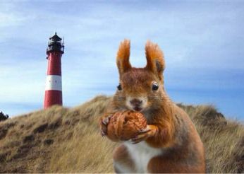 Eichhörnchen mit Nuss in den Pfoten vor einem Deich mit Leuchtturm, blauer Himmel 