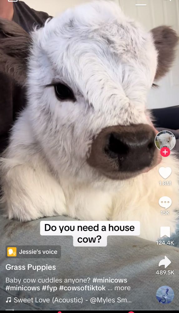 A TikTok screen with a baby cow and the caption “Do you need a house cow?”