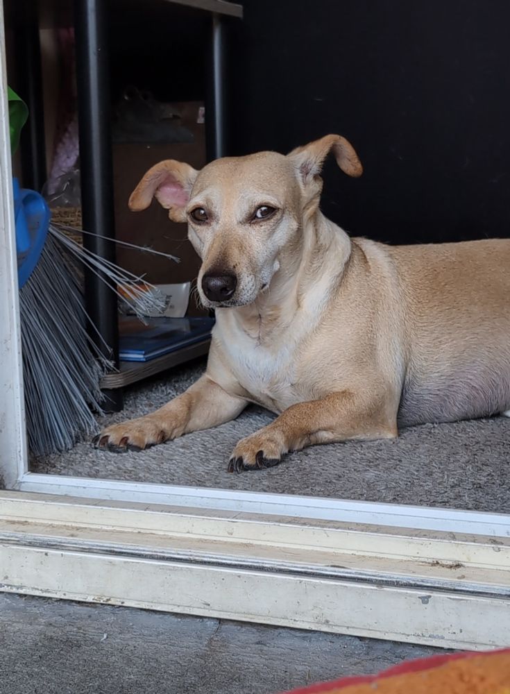 A blond dog laying in a doorway staring at me like, bitch go away. How dare you.