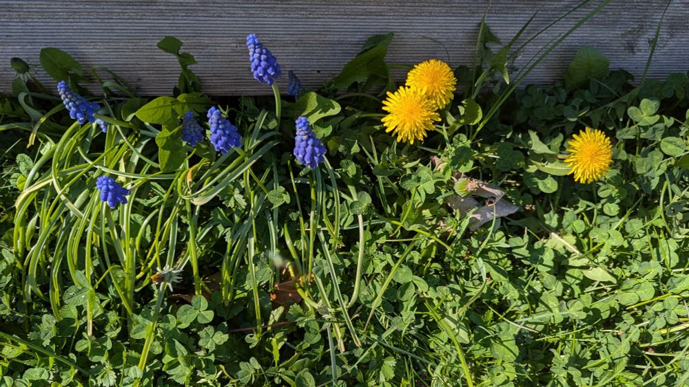 Traubenhyazinthen und Löwenzahn blühend in einer grünen Wiese 