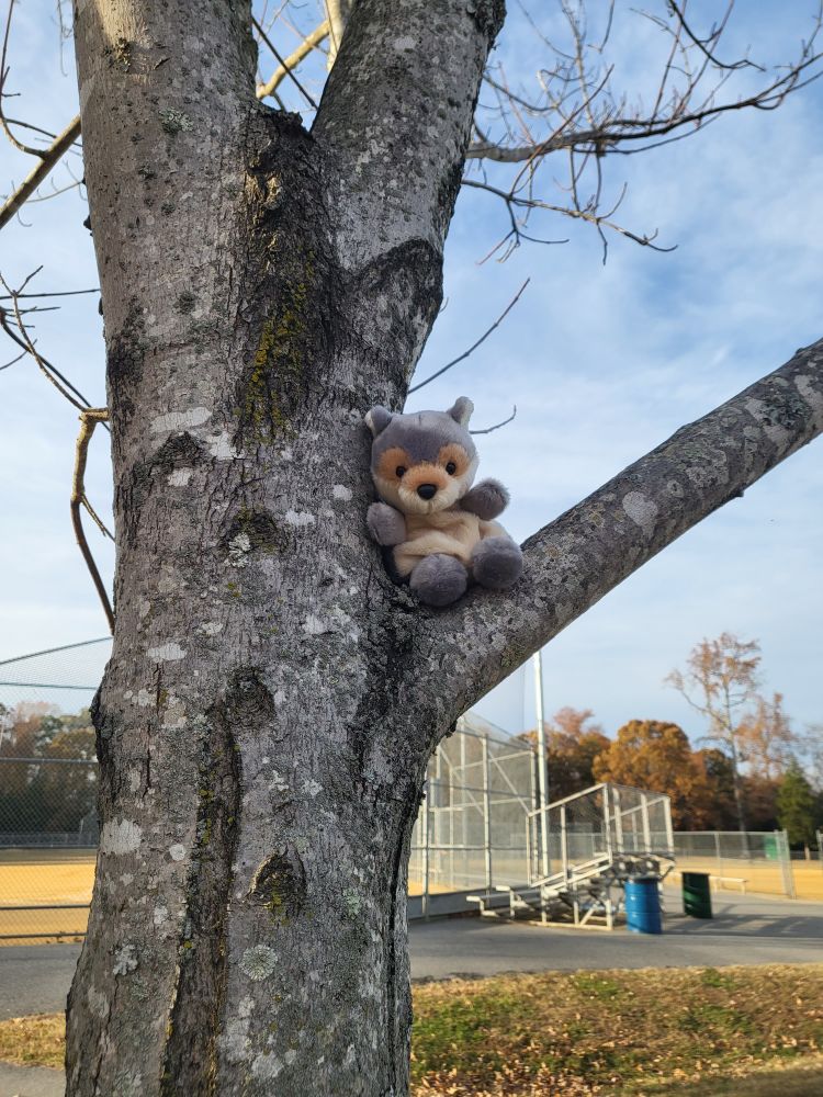 Cedar climbing a tree