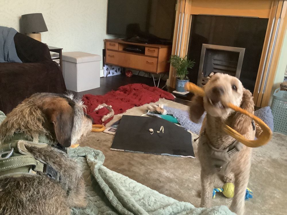 Very messy living room with two dogs. One on the sofa, the other playing. Blankets and dog toys everywhere. 