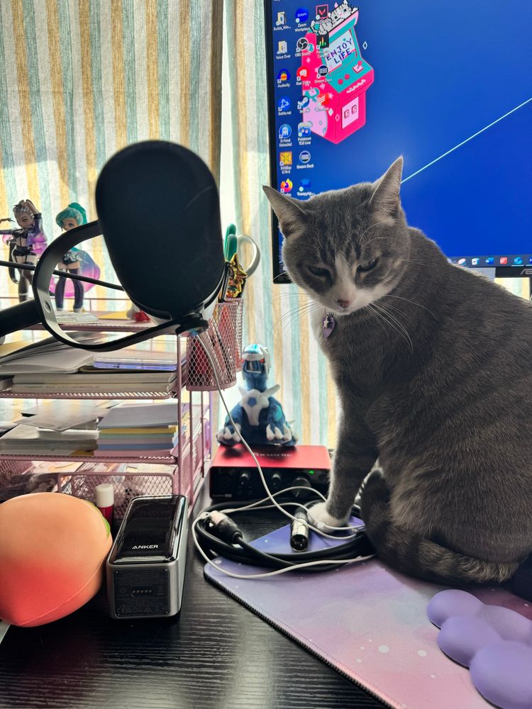 Gray and white tabby sitting on desk by a microphone