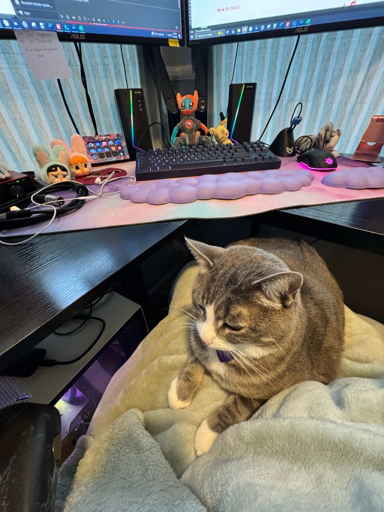 Gray and white tabby cat sitting on a lap at an office desk.