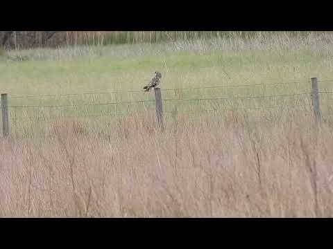 Short- eared Owl - Cathkin Marshes 21/4/25