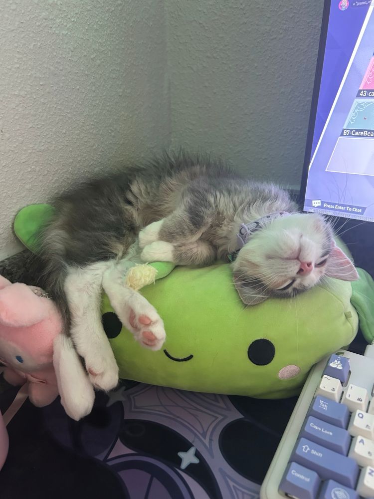 photo of a gray and white kitten on a green pillow lying under a computer screen 