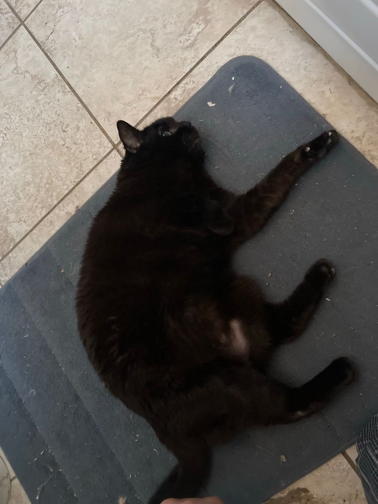 a small black cat lying down on a bath mat