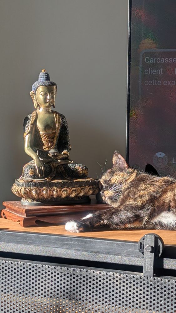 Isis ma chatte qui dort contre le buddha en bronze 