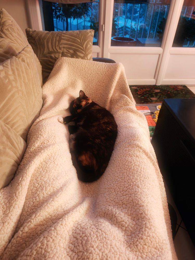 Isis ma chatte en boule entre mes jambes sur le canapé avec un plaid 