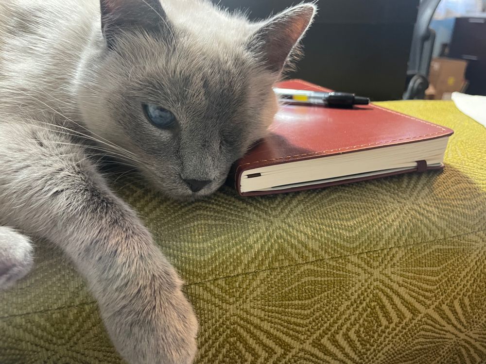 Our one-eyed Siamese Hopper with his little head resting on a leather journal with a pen on top. 