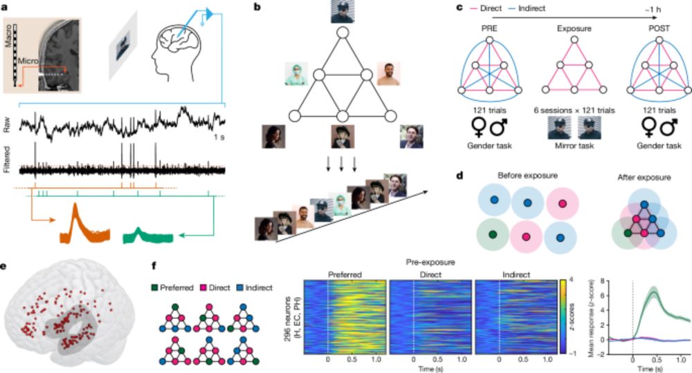 Human hippocampal and entorhinal neurons encode the temporal structure of experience - Nature