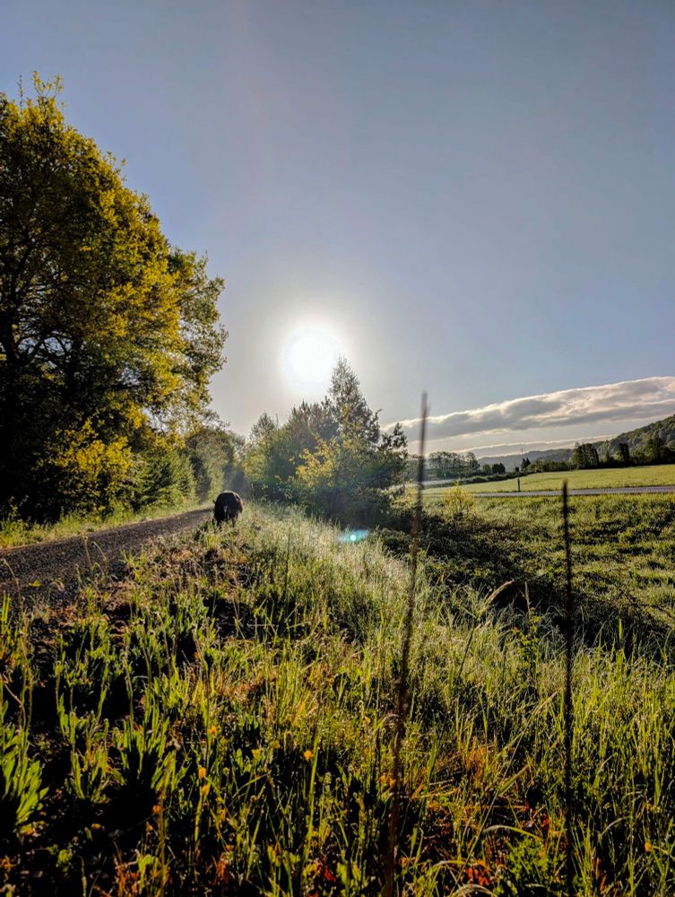 Man sieht die Sonne knapp über einen Laubbaum, auf einem schmalen Feldweg läuft ein Hund, das Grad daneben ist noch nass.