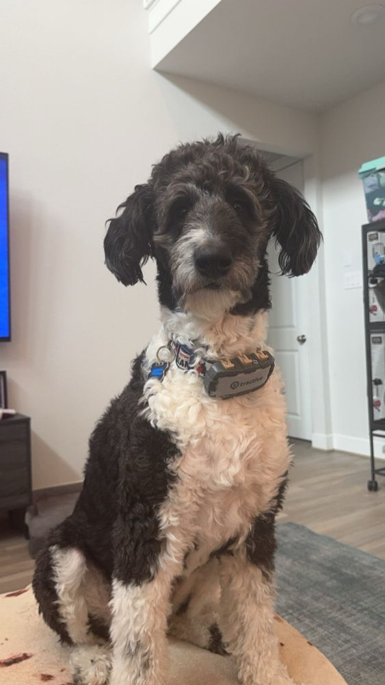 Black and white dog sitting on an ottoman 