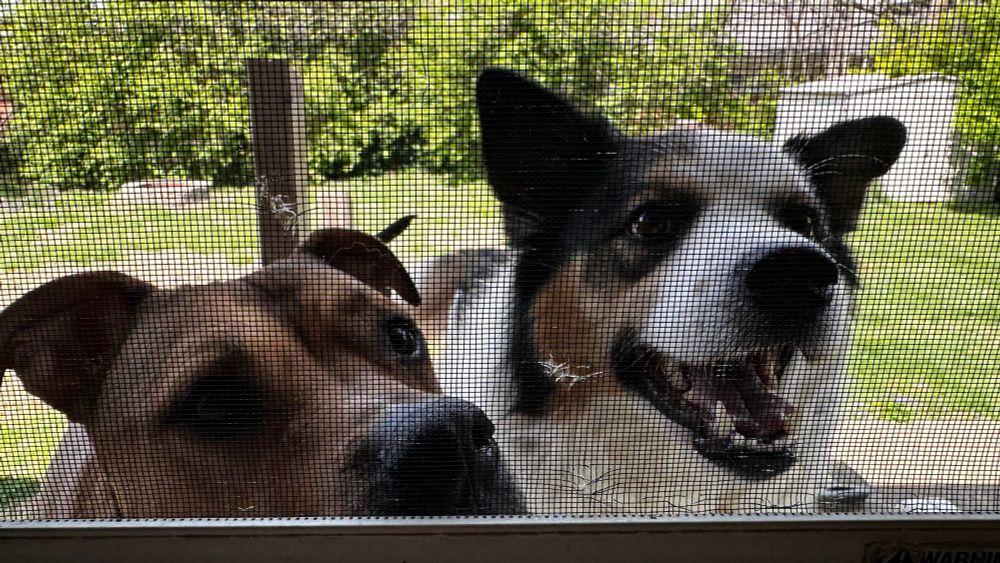 Two dogs peering through a screen door 