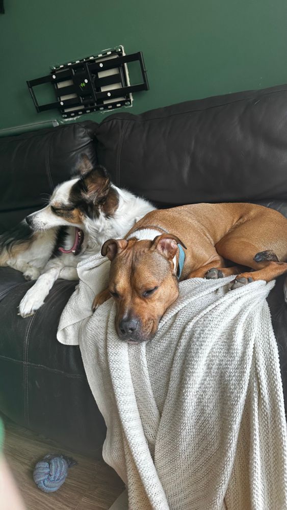 Pitbull and husky mix cuddled on the couch 