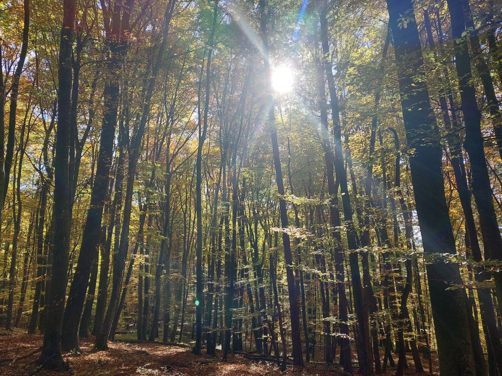 Sonnendurchfluteter Herbstwald