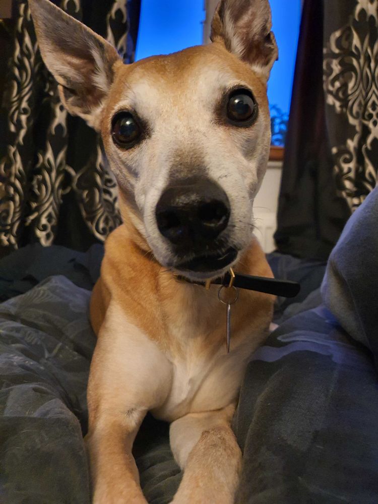 A golden lurcher looking extremely attentive.