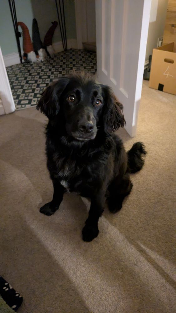 A black sprollie - spaniel and border collie cross - sitting on a brown carpet looking manically at a biscuit out of shot 