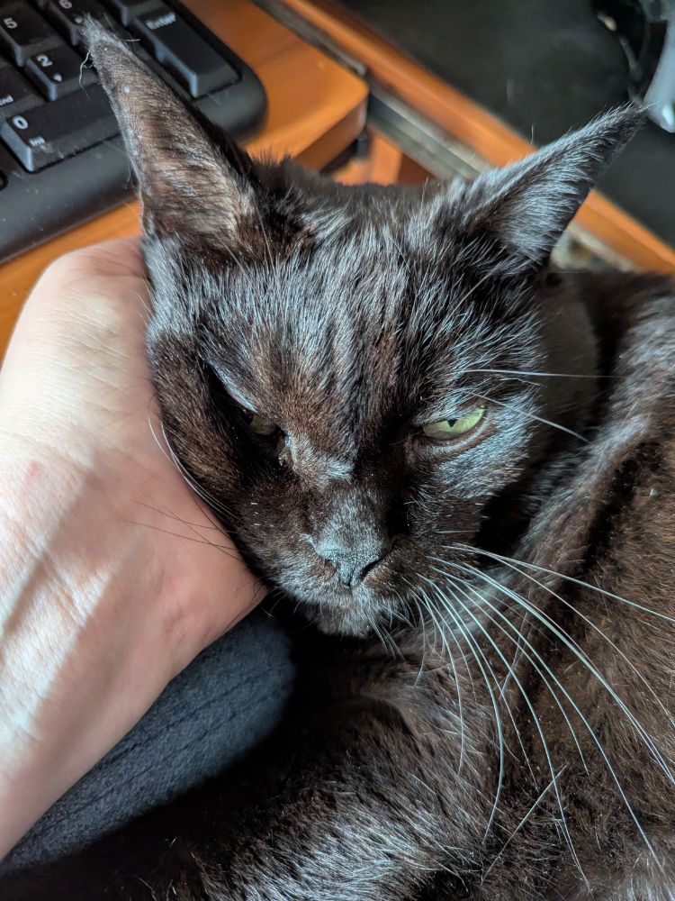 A very relaxed black cat resting his sweet little head on a hand.