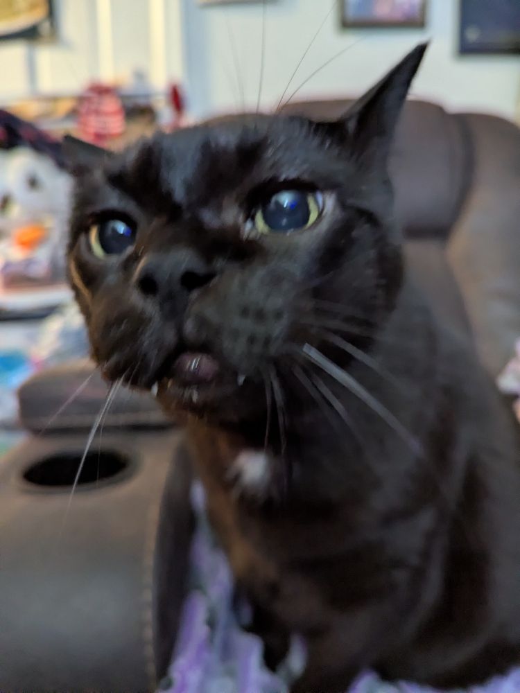 A black cat coming in to give the camera a good sniff.