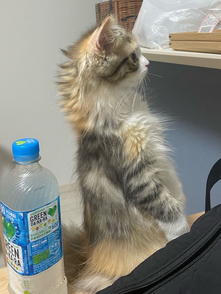 私が散らかした荷物を見て唖然とするサイベリアンのみたらし