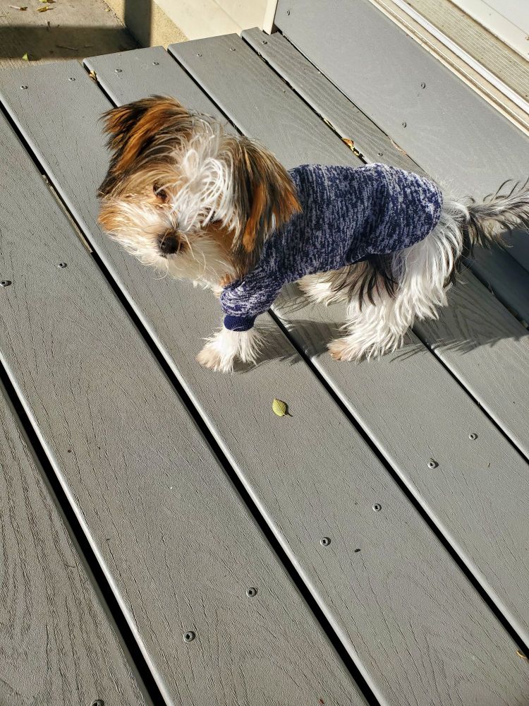 A parti-colored Yorkie puppy that likes to catch grasshoppers in the yard and bring them inside