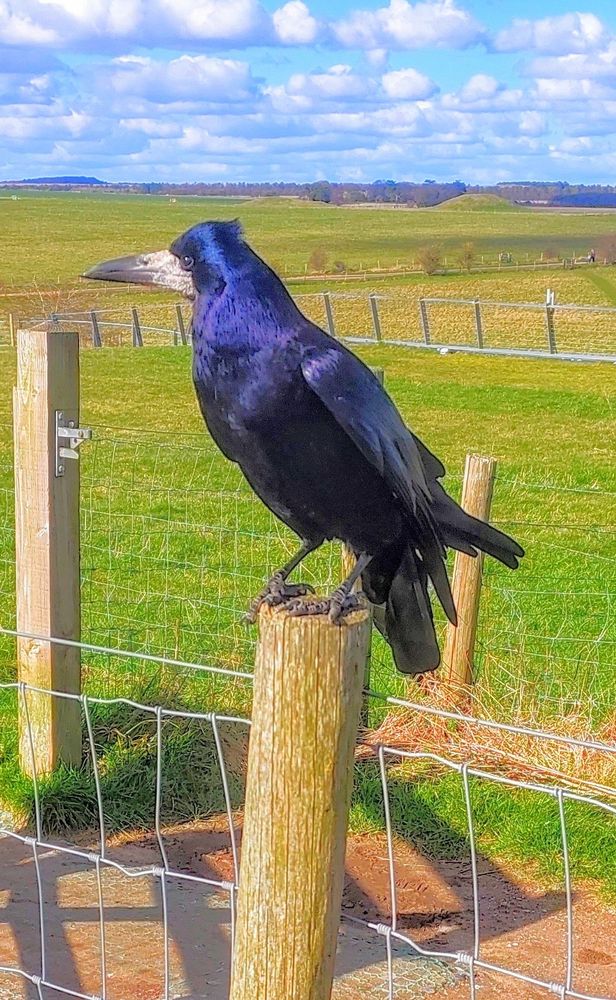 A rook is perched on a solid round fence post that supports square-pattern wire fencing on the border of the Stonehenge field, looking to our left, offering a fine view of its powerful beak in profile. The sun is catching its black feathers, giving  them dark blue and pinky purple highlights. The cropped green field behind has round barrows on the far side. The blue sky is mottled with small, fair weather clouds. Spring 2025.