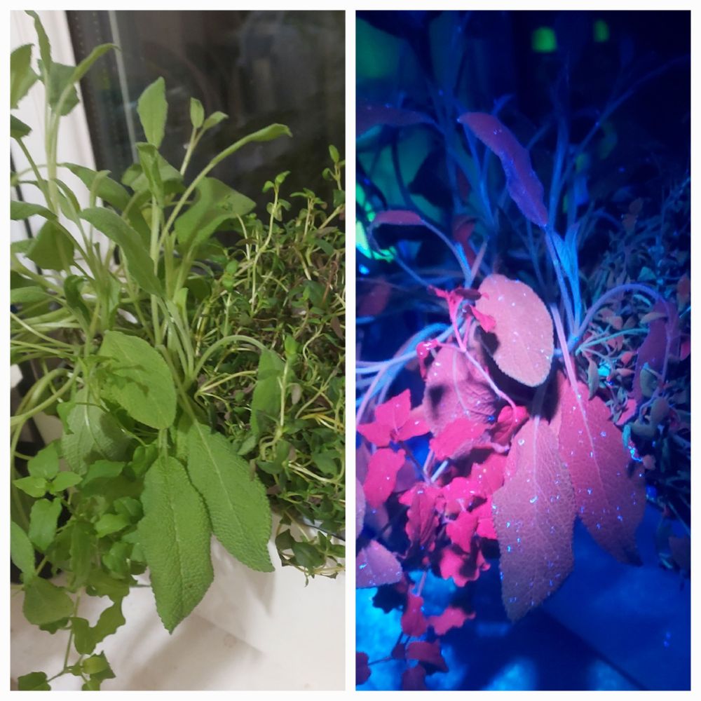 Side by side images. Left hand side shows the visible light reflected green from the large sage leaves and the tiny thyme leaves. The image on the right shows the same plants under ultraviolet light both plants now have red leaves, and there appears to be a third plant growing amongst the sage that is reflecting an even brighter red.