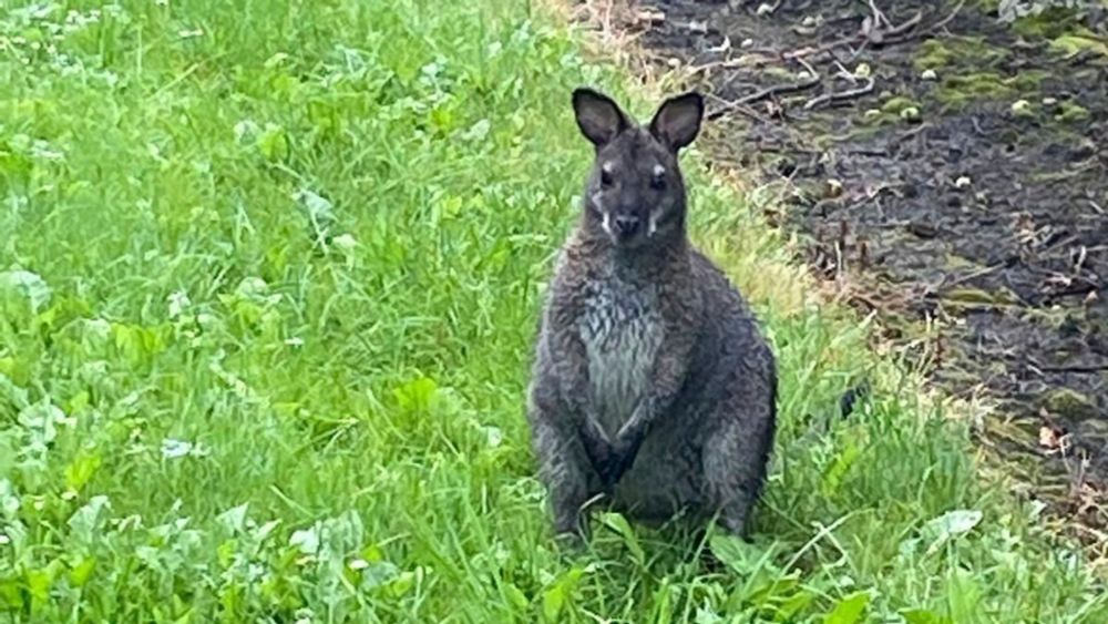 Känguru hüpft durch niedersächsische Obstplantage