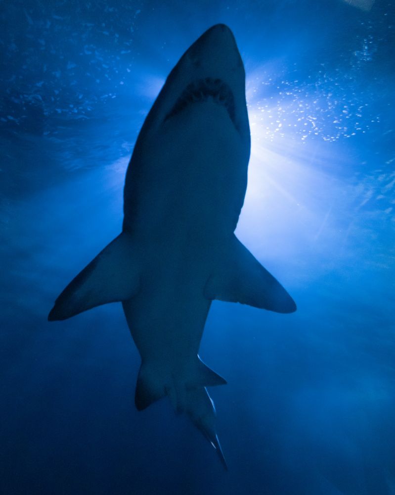 Underside of great white shark 