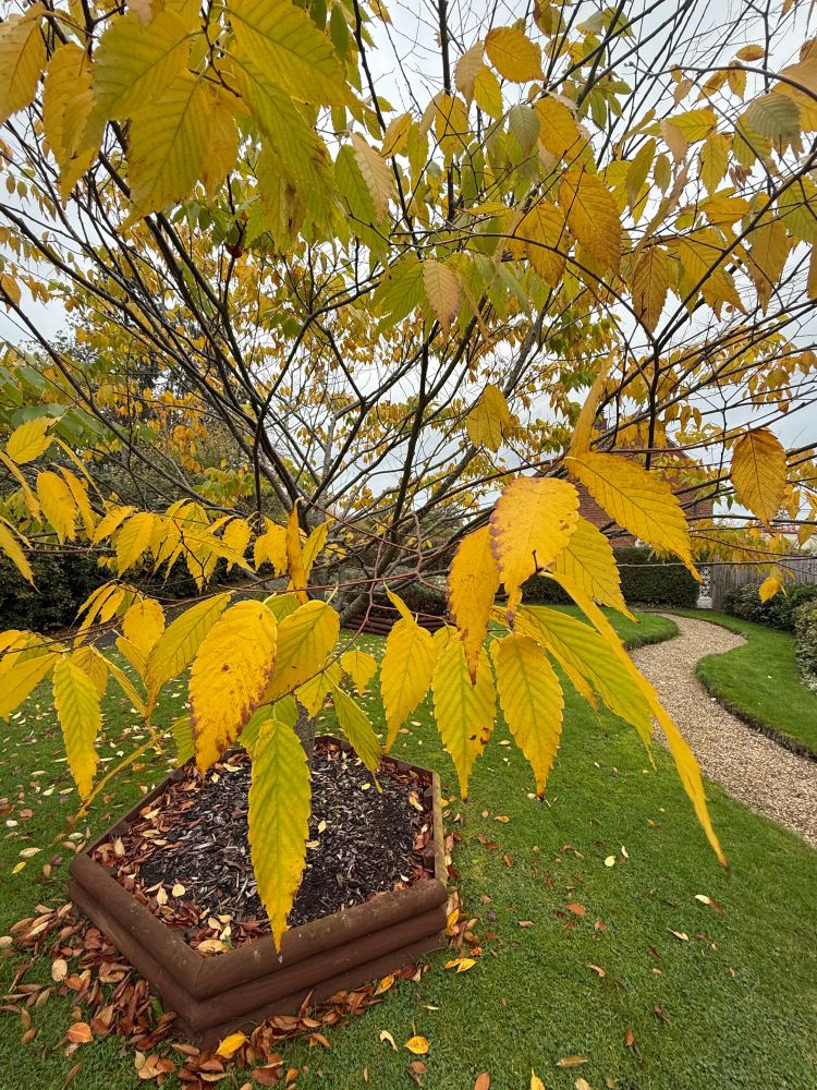 Japanese Elm close up, golden leaves already began to fall