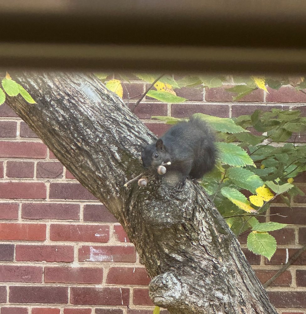 Squirrel in tree holding a branch with acorns on it. 