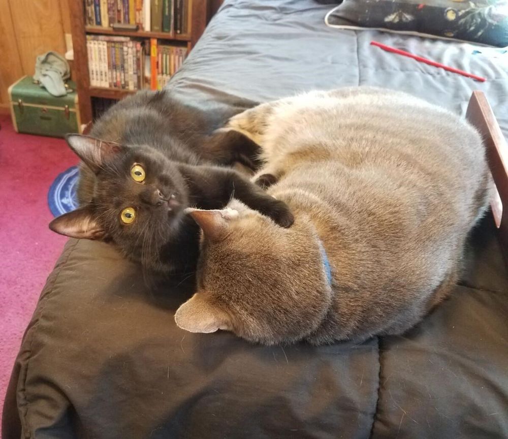 A small black cat with bright green eyes, fangs peeking out, grasps the head of her sleeping victim, a round grey tabby cat. She stares into the camera, she knows what she has done.