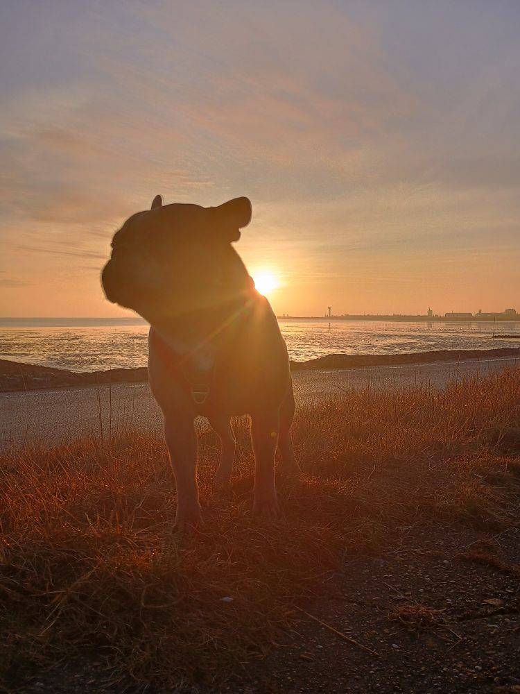 Französische Bulldogge an der Küste bei Sonnenaufgang 