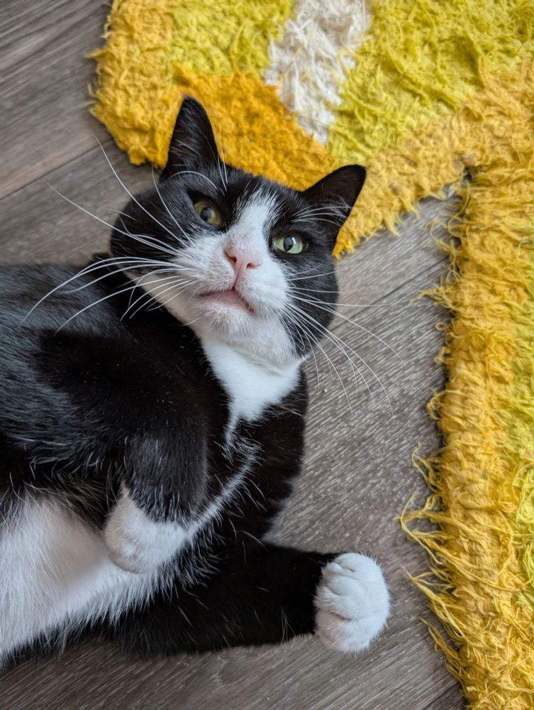Dave the tuxedo cat laying down on a floor. He is looking directly at the camera, and has his front paws pulled close to his chest. The expression on his face seems very serious. (He was actually quite playful at the moment this photo was taken.)
The angle at which the photo was taken, combined with how Dave was lying down, makes his head look very fat and round. 