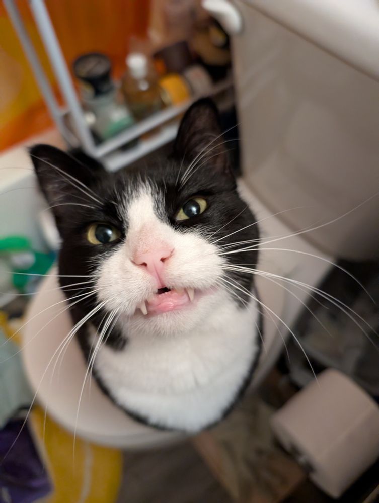 Dave the tuxedo cat sitting on a toilet lid, and looking directly at the camera. His mouth is slightly open, leaving his teeth visible, which makes it look like he is attempting a big smile. 