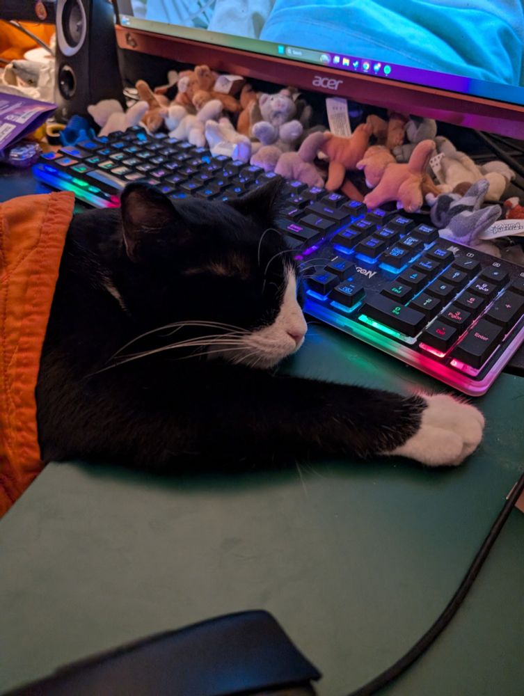 Dave the tuxedo cat asleep in front of a multicolor keyboard. His head is resting on a desk and he is under a blanket. One paw is stretched out in front of him and he looks very comfortable. 