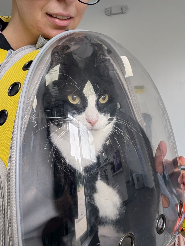 Dave the tuxedo cat sitting in a cat-carrier backpack. He looks a bit scared, and maybe a little angry as well. 