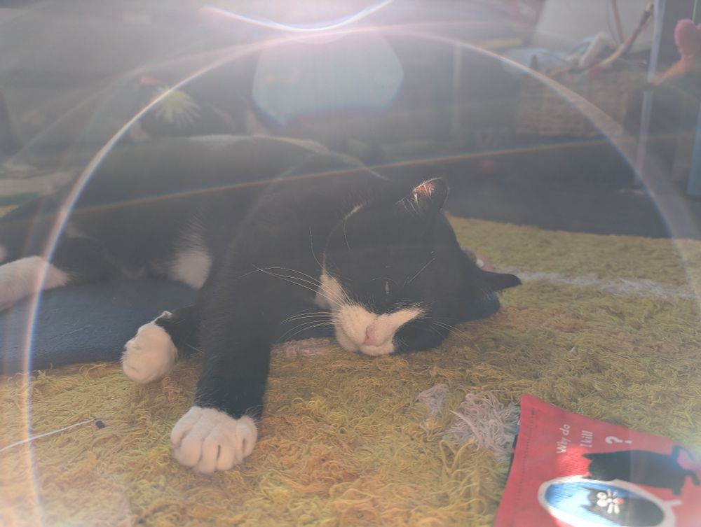 A photo of Dave the tuxedo cat lying on the floor. He is on his side and one eye is just barely open. He looks very comfortable and sleepy. 
The light is hitting the camera in such a way that there is a large circular lens flare filling much of the image. 